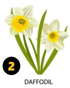 Flower Personality Test: Pick A Flower To Reveal Your True Personality ...