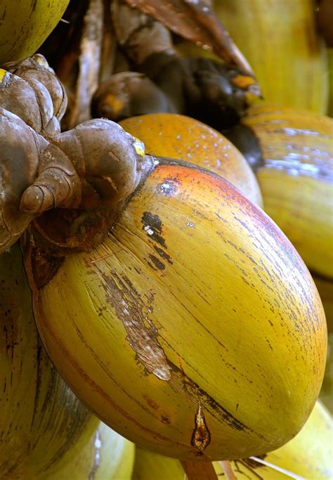 Seychelles | Currency, Map, Population, Capital, History, & People ...