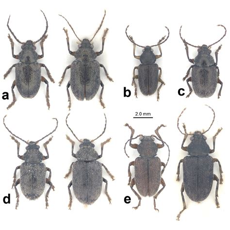 Species New to Science: [Entomology • 2022] Dematotrichus gen. nov., Dematotrichus comatulus, D ...