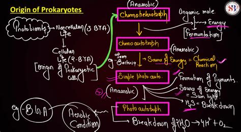 Biological Evolution: Origin of Eukaryotes and Prokaryotes
