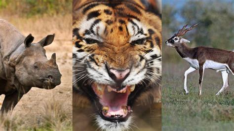 National Endangered Species Day 2020: Here are 7 endangered animal ...