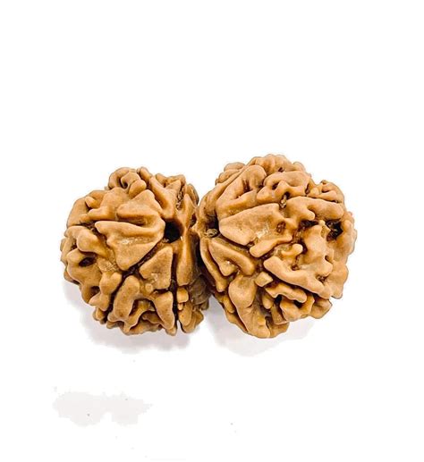 Gauri Shankar Rudraksha Original and Certified for Authentic Laboratory ...