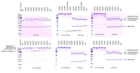 Site-Specific Antibody Conjugation to Engineered Double Cysteine Residues