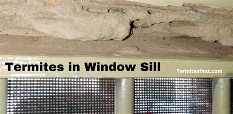 Termites at Windows 的图像结果