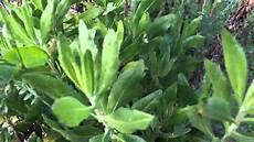 plante d eau imɣan d waman l eau et les plantes de kabylie plante d eau imɣan d waman l eau et les plantes de kabylie