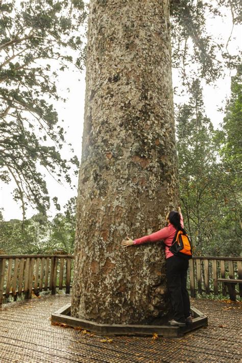 Image result for Biggest Kauri Tree