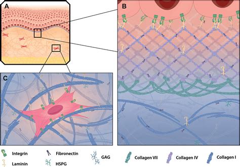 Extracellular Matrix