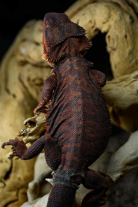 Rare Bearded Dragon Colors