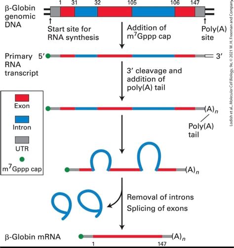 RNA Processing Steps 的图像结果