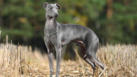 The Elegant and Endearing Italian Greyhound: A Complete Guide
