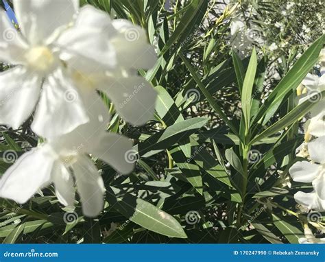 Oleander white 4511 stock photo. Image of botanical - 170247990