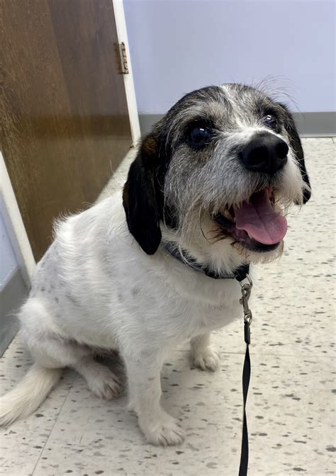 DIAMOND HILL ANIMAL HOSPITAL - Lynchburg VA - Hours, Directions ...