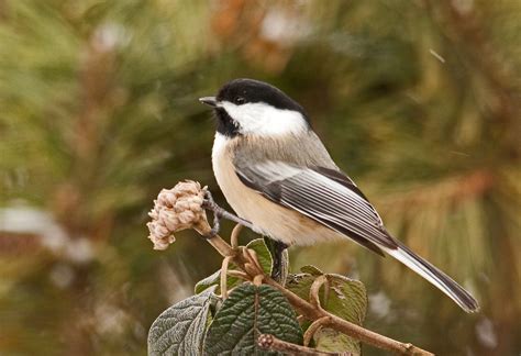 All About Birds: Black-capped Chickadee