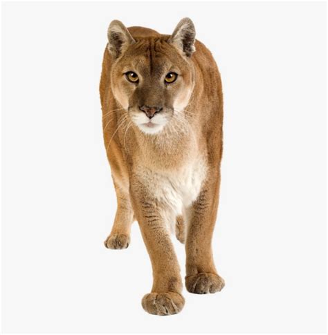 Image result for Animal Images On Python Program