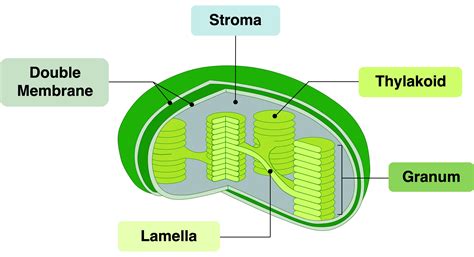 Chloroplast HL