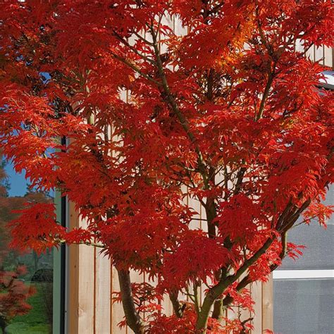 Acer palmatum 'Shishigashira' - buy plants at Coolplants
