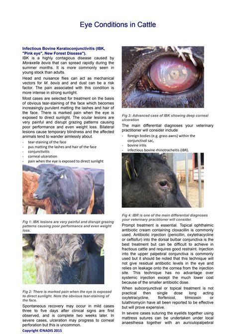 SOLUTION: Eye conditions in cattle - Studypool
