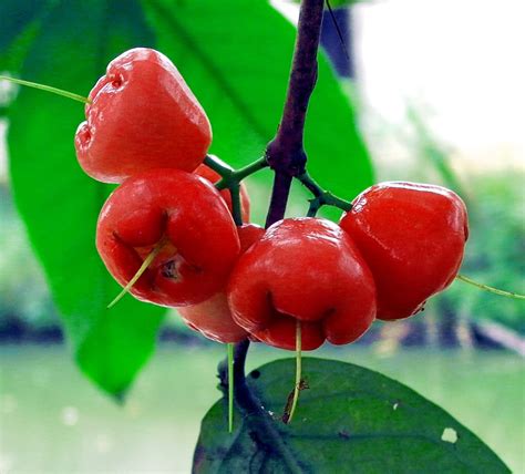 M-Tech Gardens Exclusive New Rare Tropical Syzygium samarangense Rose ...