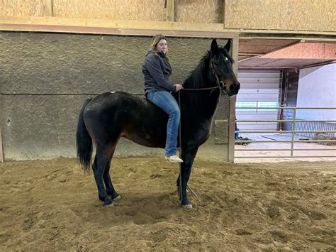 KAYDEN · Copper Horse Crusade