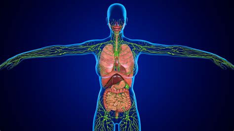 Image result for Crash Course Lymph System