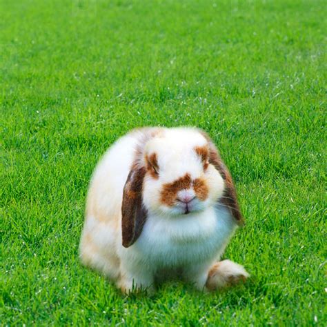 Special care of Holland Lop Bunny: images, video, size, lifespan & price