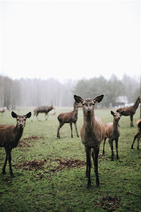Camera Traps 的图像结果