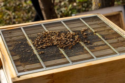 Understanding the Bee Life Cycle: Do Bees Hibernate in Winter? – Beevive