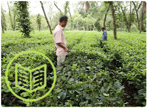 Tea World - An Initiative of KKHSOU