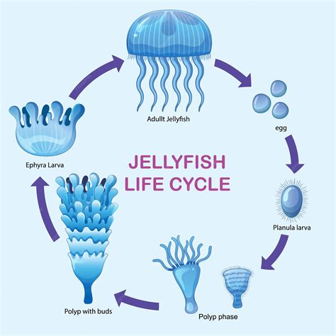 Premium Vector | Jellyfish Life Cycle Stages