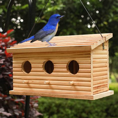 10 Best Finch Bird Houses for Your Feathered Friends - Hummingbirds Plus