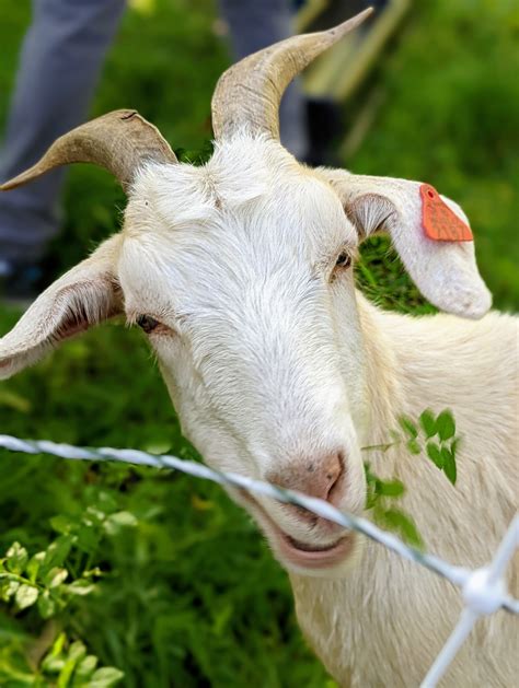 The Martha Stewart Blog : Blog Archive A Visit from Fat & Sassy Goats ...