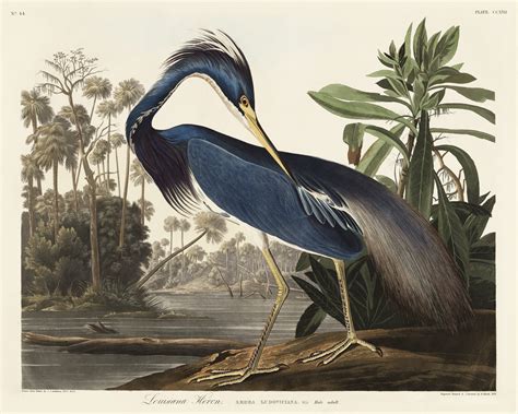 Birds Paintings