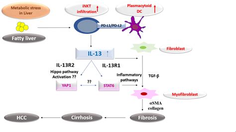 Polymorphisms in Interleukin 13 Signaling and Interacting Genes Predict ...