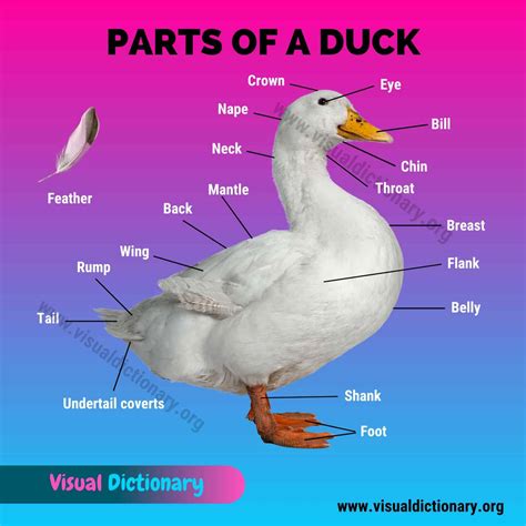 Duck Anatomy: Parts of a Duck - Visual Dictionary
