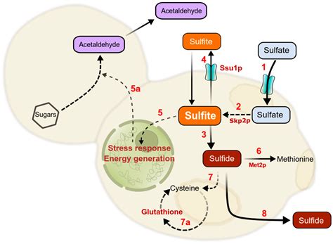 Yeast Metabolism and Its Exploitation in Emerging Winemaking Trends ...