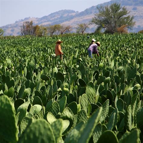 nopal harvest | These men are harvesting Nopal. This is a th… | Flickr