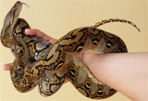 Image result for Indonesian Python 23Ft