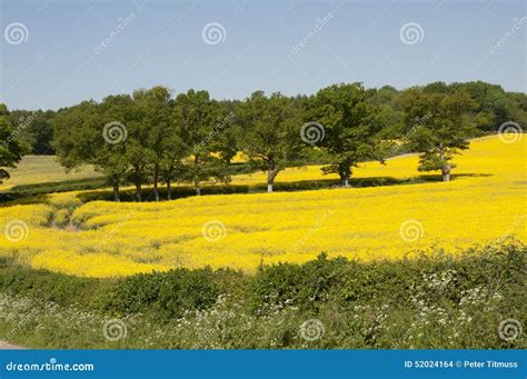Rabina Amarilla En El Campo Inglés Reino Unido De La Floración Foto de ...