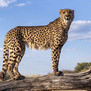 Bringing the cheetah back to India | Ashoka Trust for Research in ...