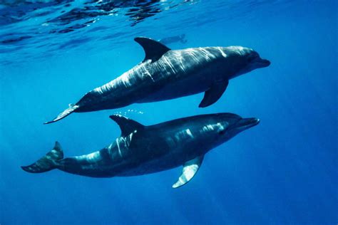 Unveiling the Truth: Are Dolphins Dangerous? - Animal Answer Guide