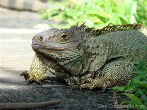Photo Of Komodo Dragon - DesiComments.com