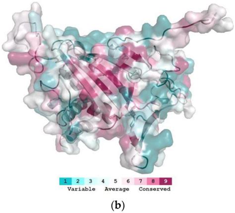 Identification and Characterization of a Double-Stranded RNA Degrading ...