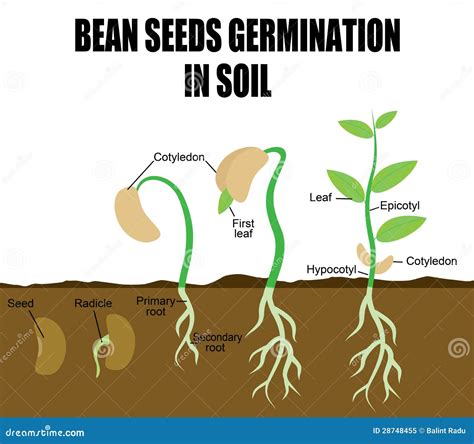 Germination Of A Bean Seed