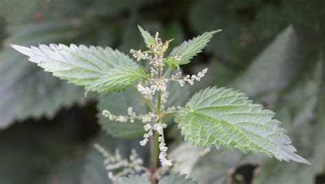 Stinging Nettle Identification