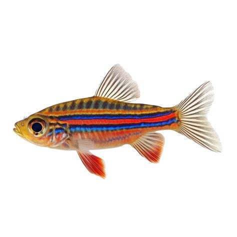 Zebra danio fish with vibrant stripes isolated on a transparent ...
