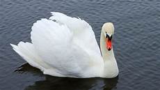 White Swan Bird Backgrounds by White Swan Background White Swan Up 1600x900 9175 White Swan Bird Backgrounds