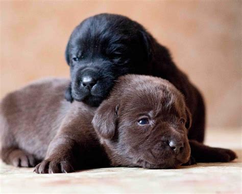 Black Labrador Puppy Show Quality at Charles Gilley blog