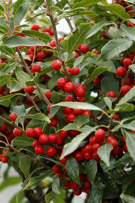 Berry Poppins® Winterberry, Monrovia Plant