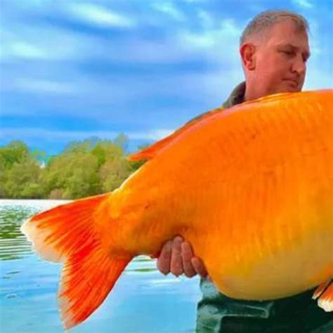 Biggest Common Goldfish at Michele Shaffer blog