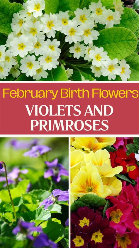 February Birth Flowers: Violets and Primroses